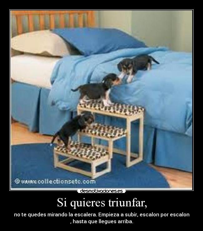 Si quieres triunfar, - no te quedes mirando la escalera. Empieza a subir, escalon por escalon
, hasta que llegues arriba.