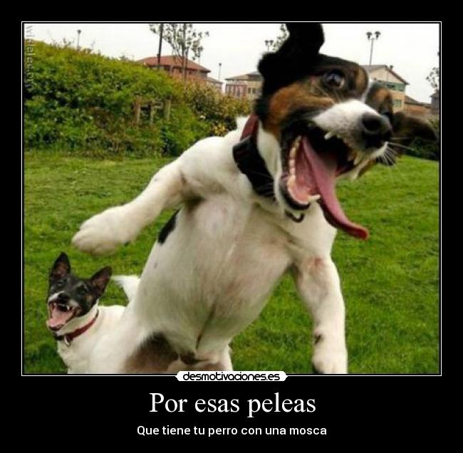 carteles por esas peleas desmotivaciones