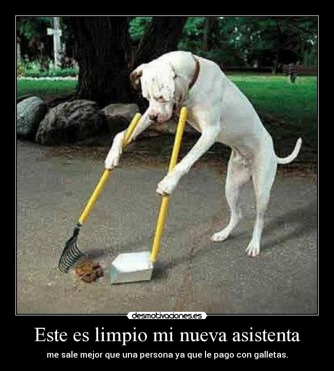 carteles limpio asistenta desmotivaciones