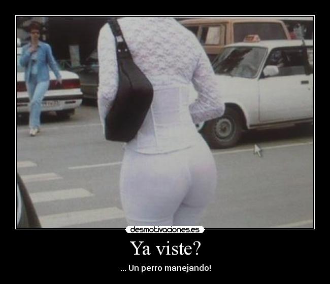 Ya viste? - ... Un perro manejando!