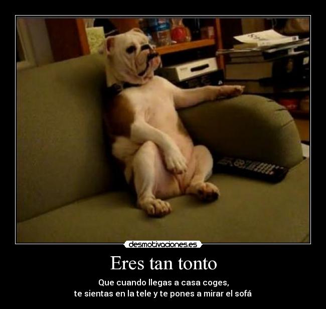 Eres tan tonto - Que cuando llegas a casa coges,
te sientas en la tele y te pones a mirar el sofá