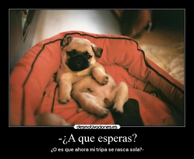 -¿A que esperas? - ¿O es que ahora mi tripa se rasca sola?-
