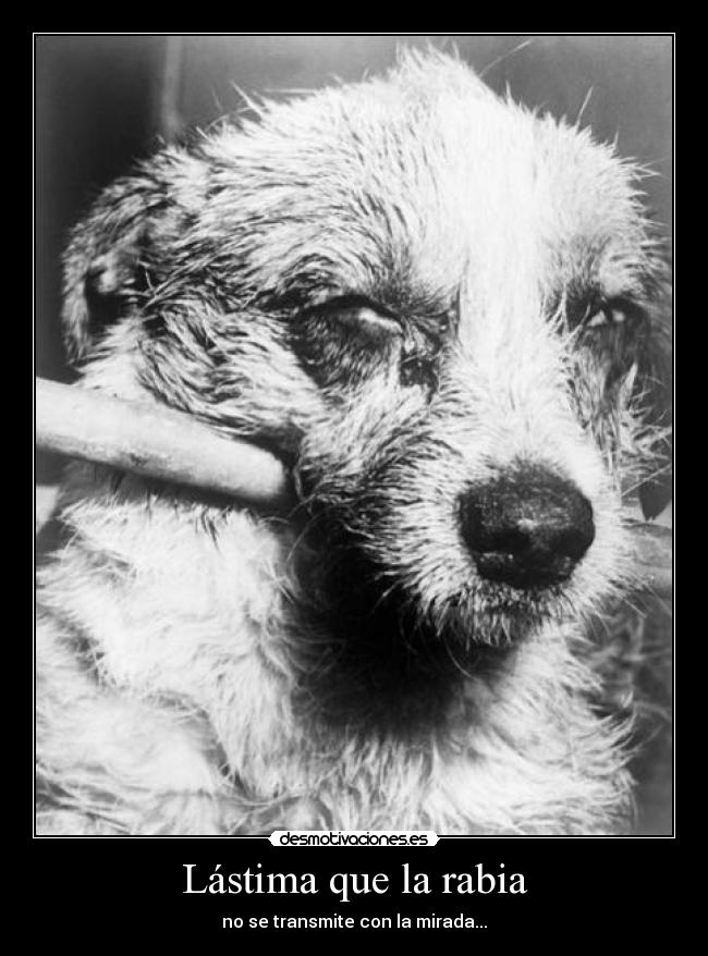 Lástima que la rabia - no se transmite con la mirada...