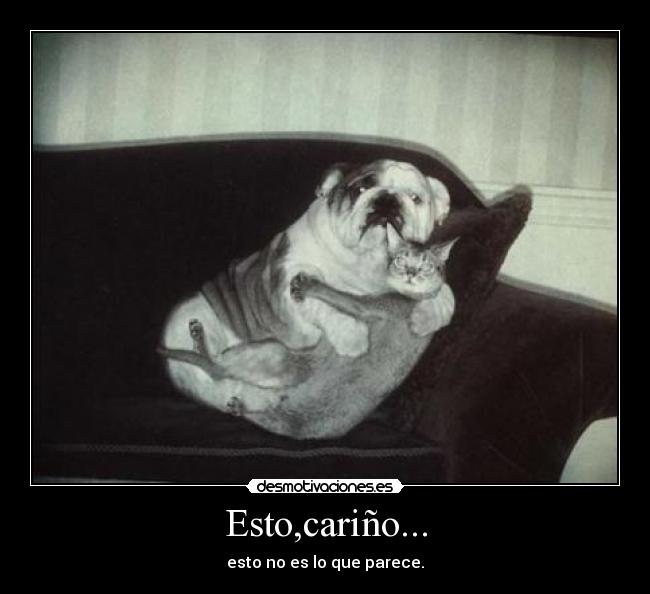carteles carino parece perro gato desmotivaciones