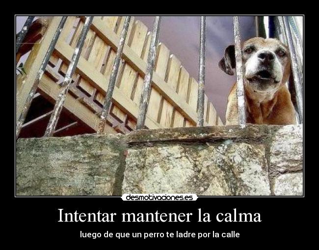 Intentar mantener la calma - luego de que un perro te ladre por la calle