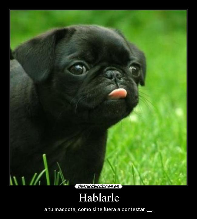 Hablarle - a tu mascota, como si te fuera a contestar .__.