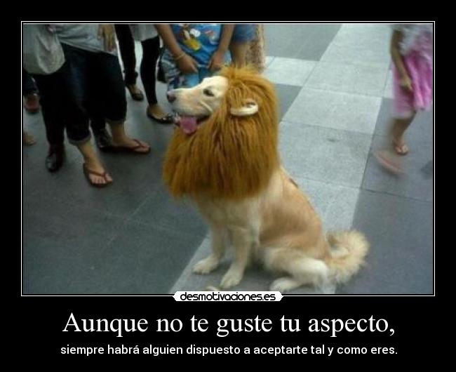 carteles rey perro las agasajas lol desmotivaciones