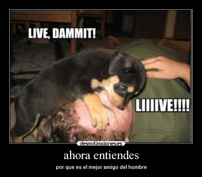 ahora entiendes - por que es el mejor amigo del hombre
