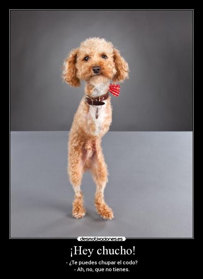 ¡Hey chucho! -