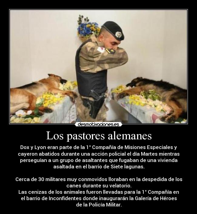 Los pastores alemanes - Dox y Lyon eran parte de la 1° Compañía de Misiones Especiales y
cayeron abatidos durante una acción policial el día Martes mientras
perseguían a un grupo de asaltantes que fugaban de una vivienda
asaltada en el barrio de Siete lagunas.
Cerca de 30 militares muy conmovidos lloraban en la despedida de los
canes durante su velatorio.
Las cenizas de los animales fueron llevadas para la 1° Compañía en
el barrio de Inconfidentes donde inaugurarán la Galería de Héroes
de la Policía Militar.