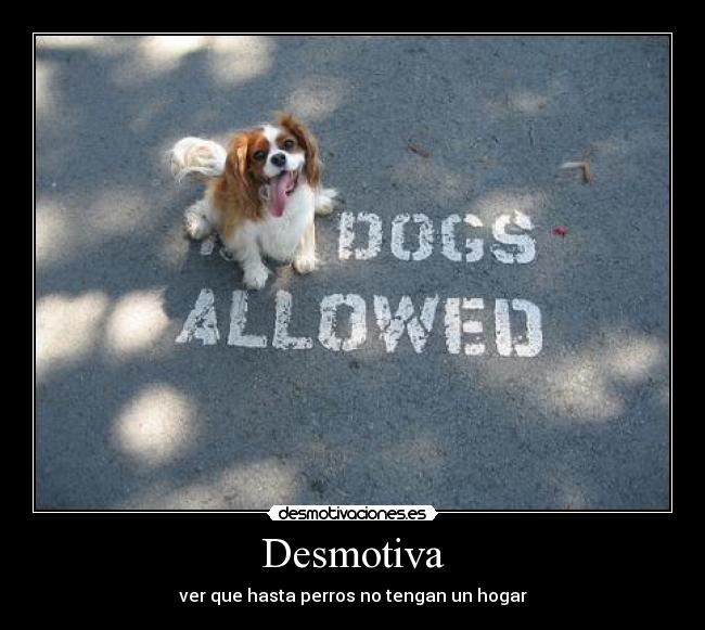 carteles perros solos desmotivaciones