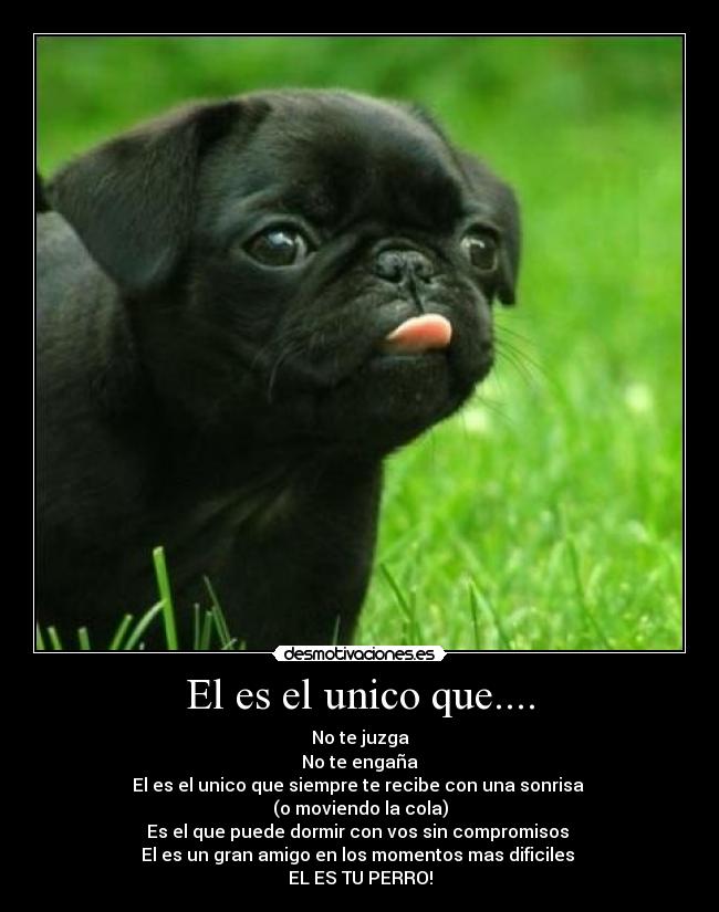 carteles amor entre especies desmotivaciones