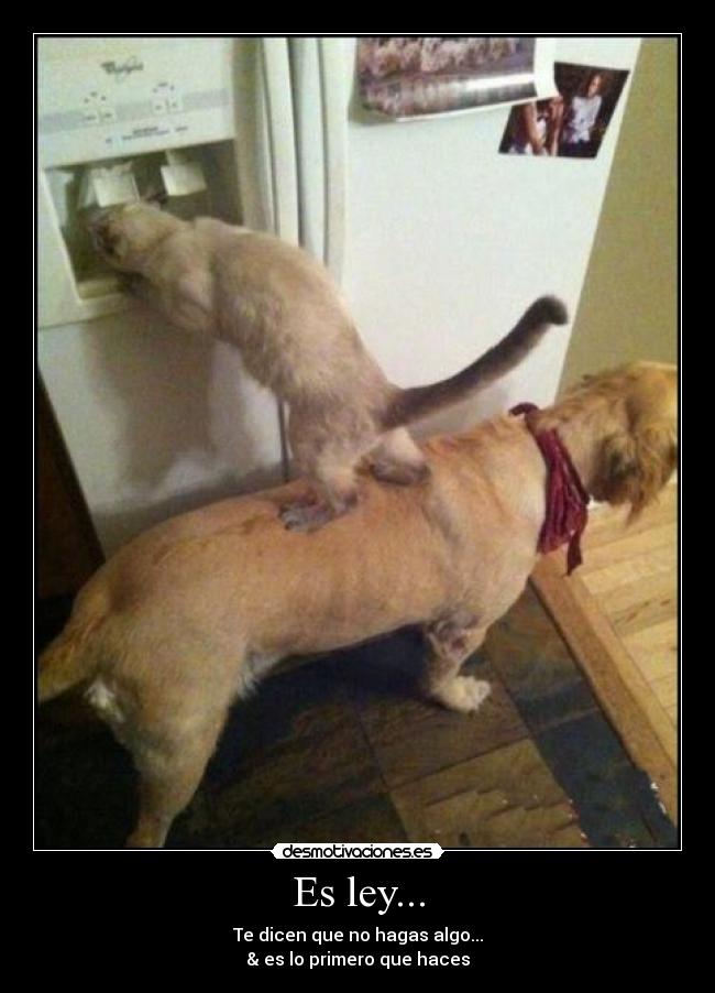 Es ley... -