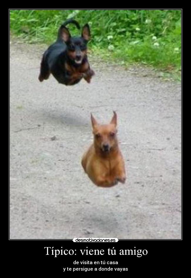 Típico: viene tú amigo - de visita en tú casa
y te persigue a donde vayas