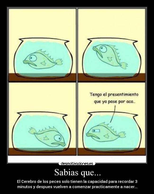 Sabias que... -