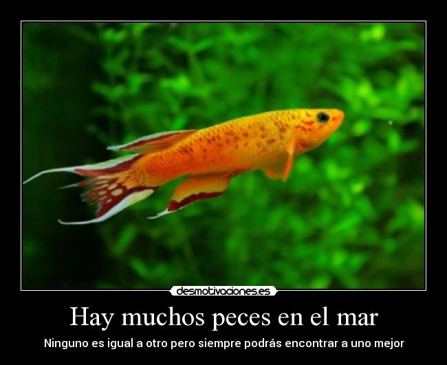 Hay muchos peces en el mar - 
