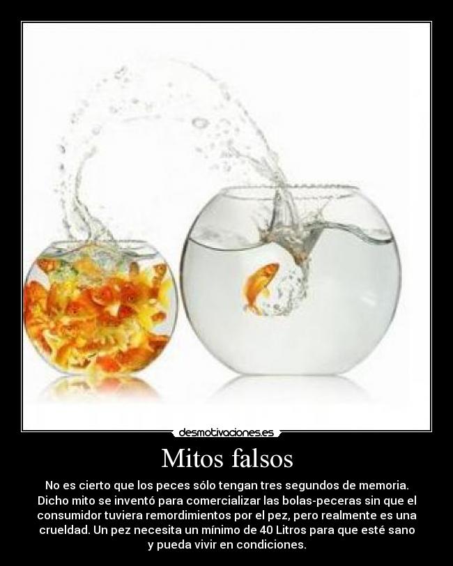 Mitos falsos - No es cierto que los peces sólo tengan tres segundos de memoria.
Dicho mito se inventó para comercializar las bolas-peceras sin que el
consumidor tuviera remordimientos por el pez, pero realmente es una
crueldad. Un pez necesita un mínimo de 40 Litros para que esté sano
y pueda vivir en condiciones.