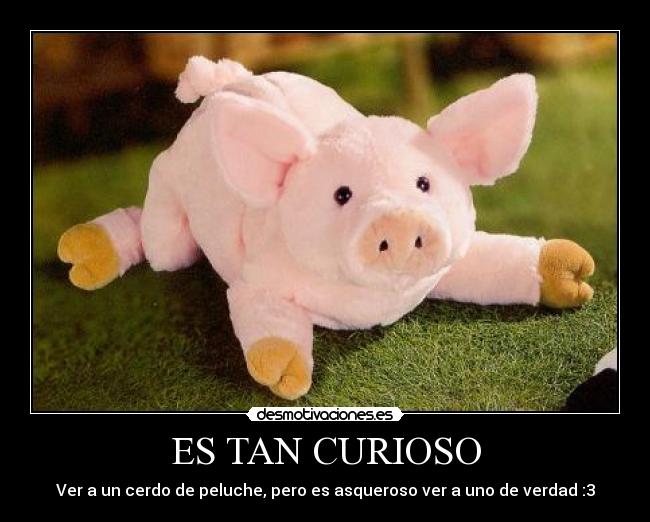 ES TAN CURIOSO - Ver a un cerdo de peluche, pero es asqueroso ver a uno de verdad :3