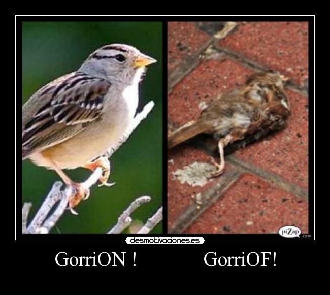 GorriON ! GorriOF! -