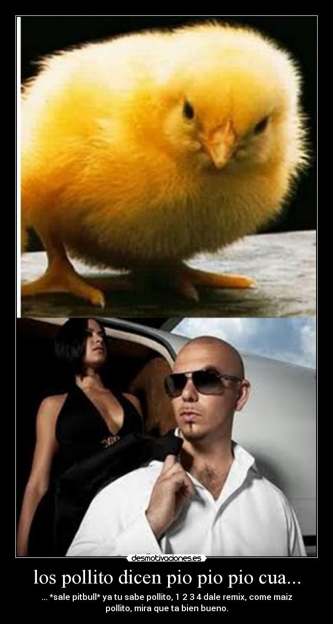 los pollito dicen pio pio pio cua... -