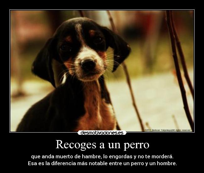 Recoges a un perro -