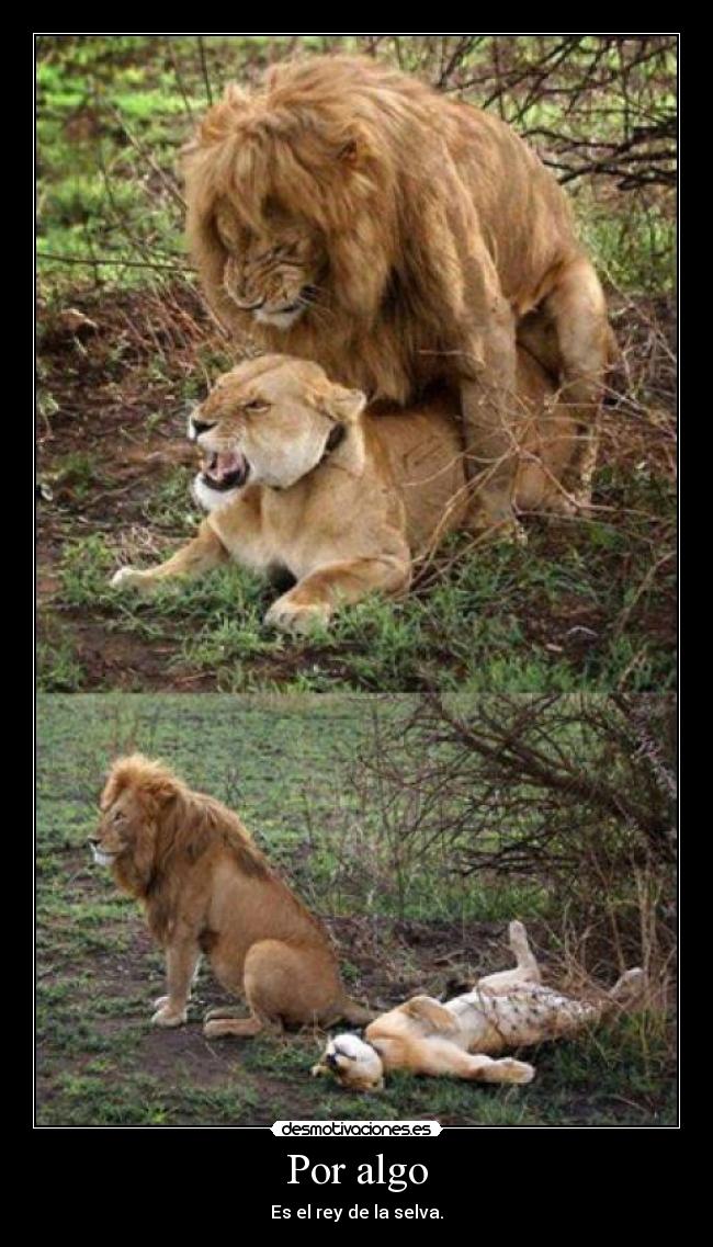 carteles rey sapbee desmotivaciones