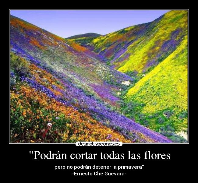 Podrán cortar todas las flores -