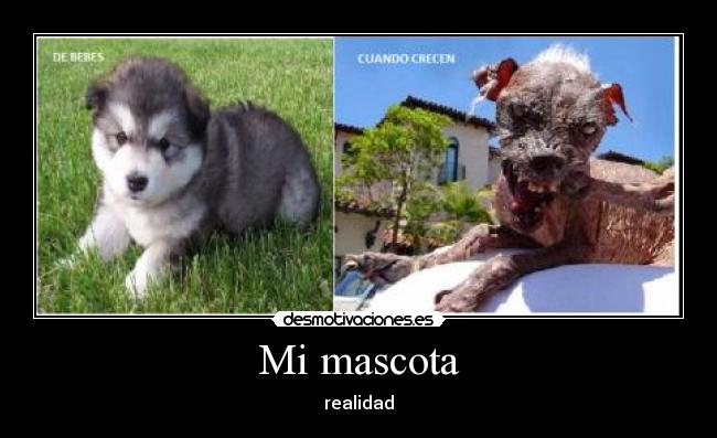 Mi mascota -