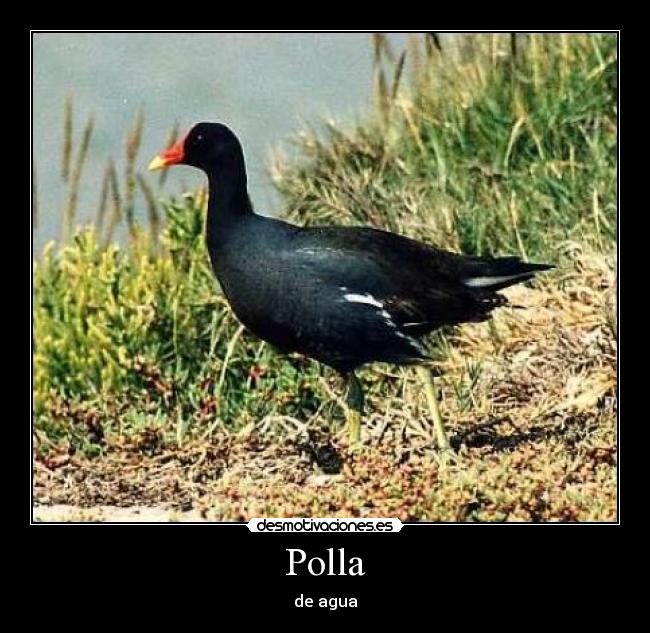 Polla - de agua