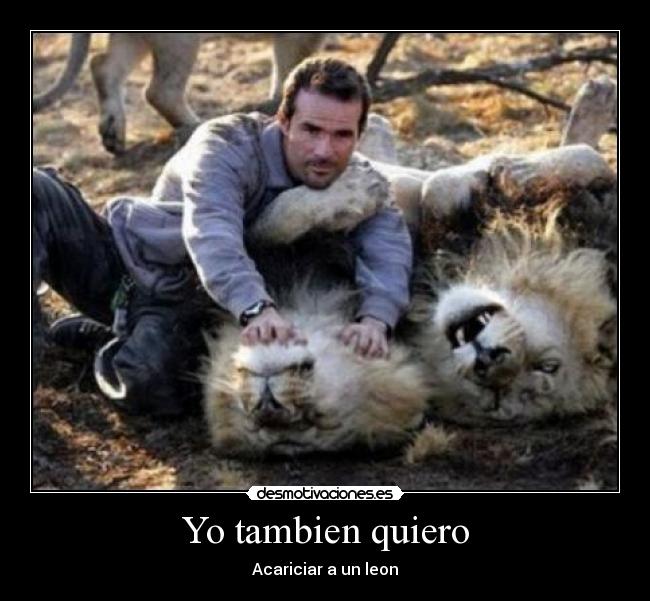 carteles rey leon leones domesticos eee desmotivaciones