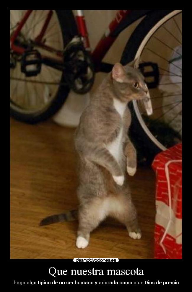 Que nuestra mascota -