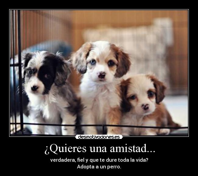 ¿Quieres una amistad... - verdadera, fiel y que te dure toda la vida?
Adopta a un perro.