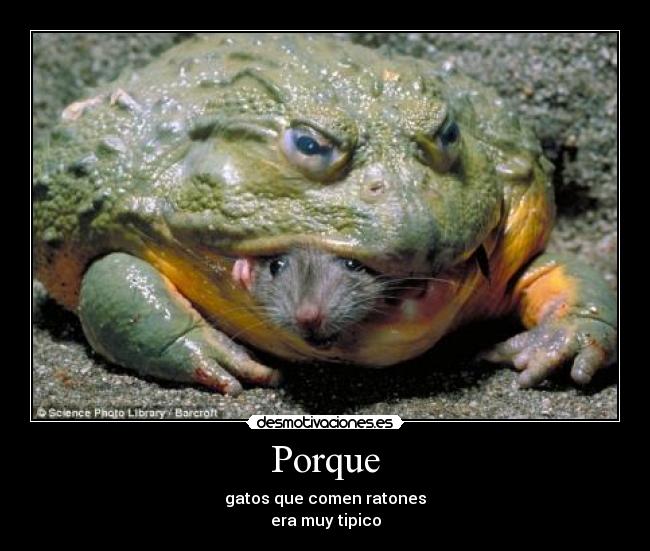 Porque - 