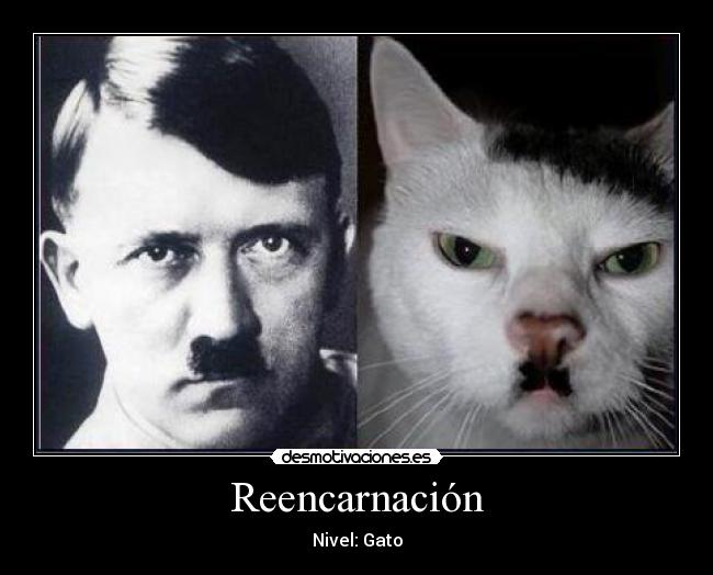 Reencarnación - Nivel: Gato