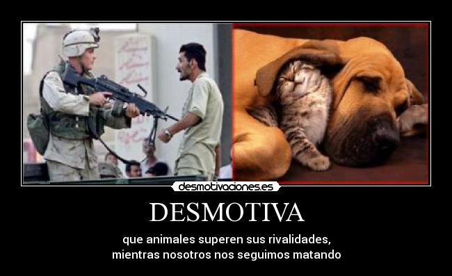 DESMOTIVA - que animales superen sus rivalidades,
mientras nosotros nos seguimos matando