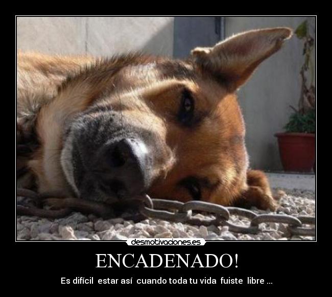 ENCADENADO! - Es difícil estar así cuando toda tu vida fuiste libre ...