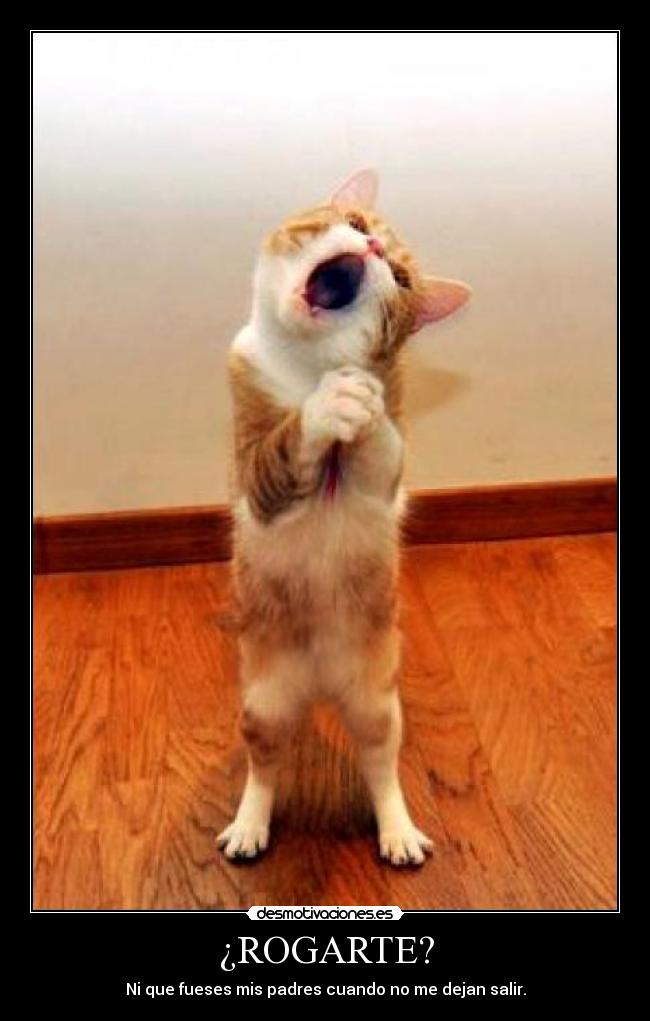 ¿ROGARTE? - Ni que fueses mis padres cuando no me dejan salir.