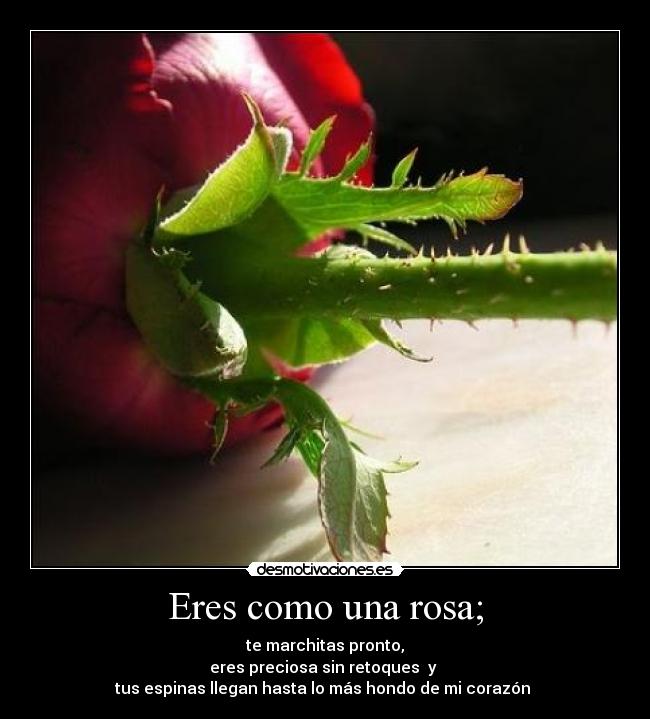 Eres como una rosa; - te marchitas pronto,
eres preciosa sin retoques y
tus espinas llegan hasta lo más hondo de mi corazón ♥