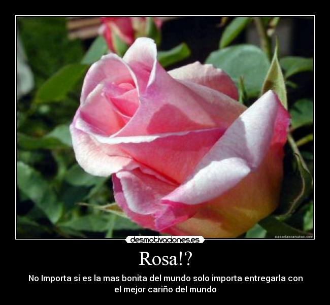 Rosa!? - No Importa si es la mas bonita del mundo solo importa entregarla con
el mejor cariño del mundo