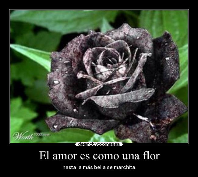 carteles amor flor desmotivaciones