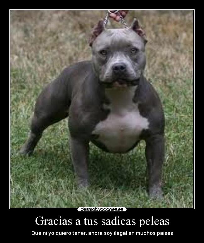 Gracias a tus sadicas peleas -