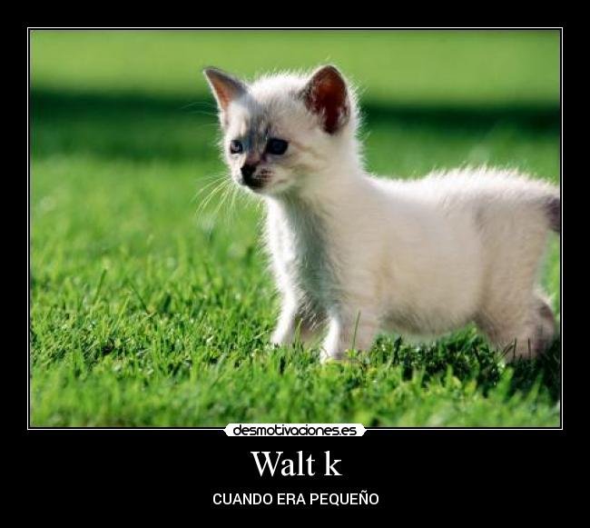 Walt k -