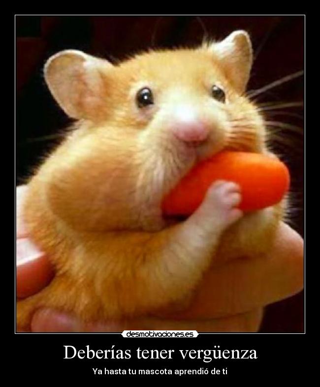 Deberías tener vergüenza - Ya hasta tu mascota aprendió de ti