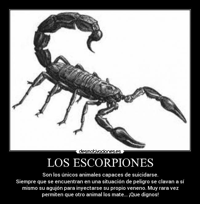 LOS ESCORPIONES - Son los únicos animales capaces de suicidarse.
Siempre que se encuentran en una situación de peligro se clavan a sí
mismo su agujón para inyectarse su propio veneno. Muy rara vez
permiten que otro animal los mate... ¡Que dignos!