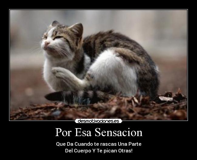 Por Esa Sensacion - Que Da Cuando te rascas Una Parte
Del Cuerpo Y Te pican Otras!