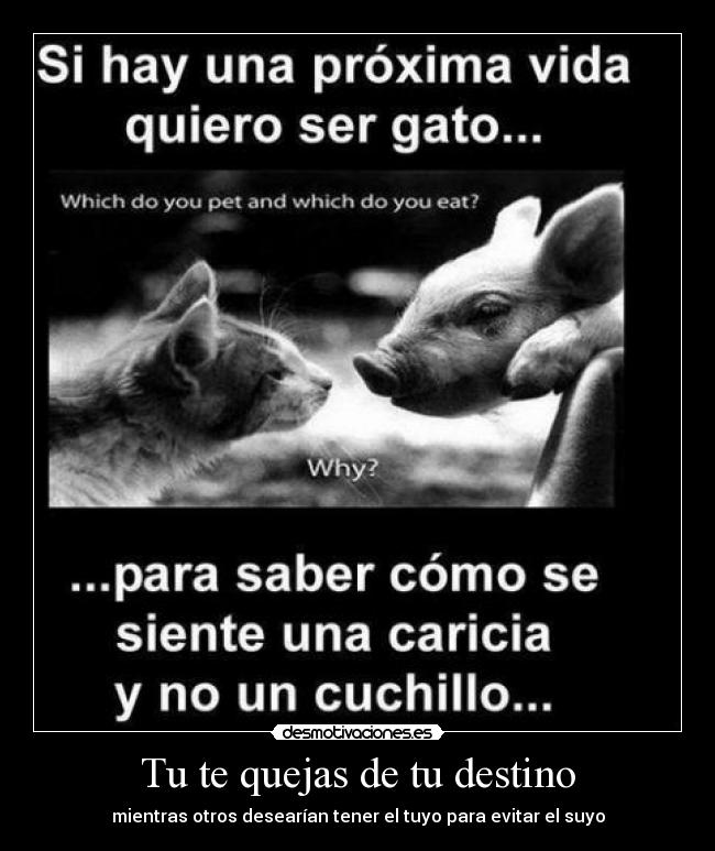Tu te quejas de tu destino -