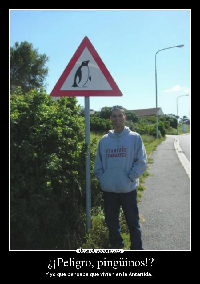 ¿¡Peligro, pingüinos!? - Y yo que pensaba que vivían en la Antartida...