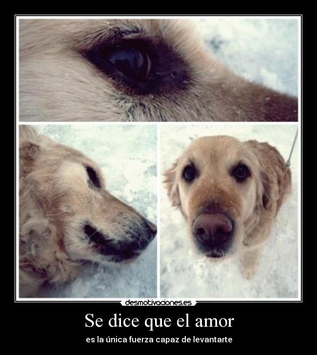 Se dice que el amor -