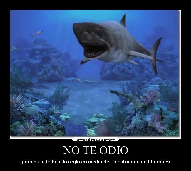 NO TE ODIO -