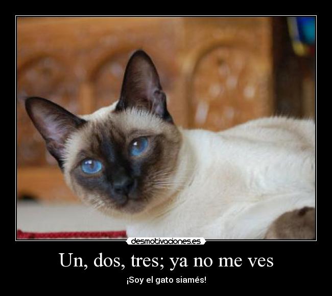 Un, dos, tres; ya no me ves - ¡Soy el gato siamés!